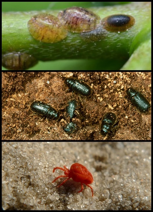 Насекомые на елке